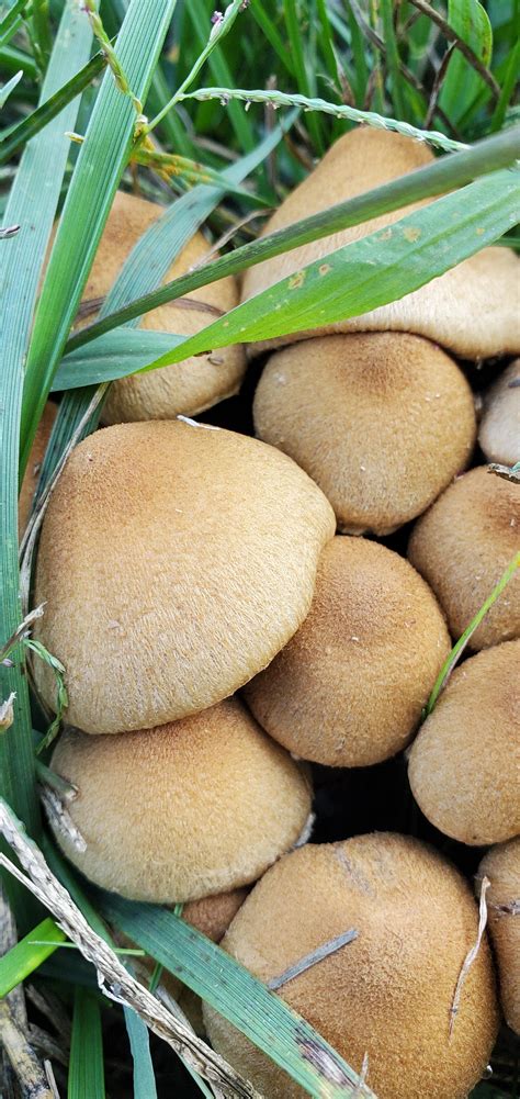 Lacrymaria velutina? - Identification Discussion - The Hoosier Mushroom