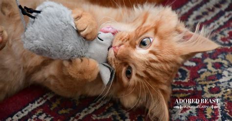 how to clean cat toys