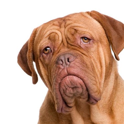Dogo De Burdeos Hembra