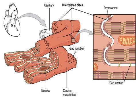 SOLUTION: Muscles of heart - Studypool