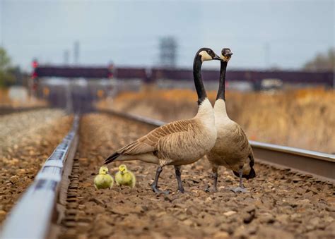 11 best u/railroadrex439 images on Pholder | Abandoned Porn, Train Porn