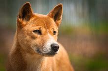 dingo  stock photo public domain pictures