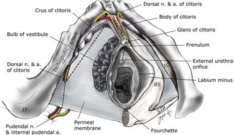 anatomy histology  nerve density  clitoris