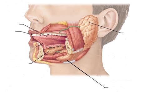 Mouth Diagram | Quizlet