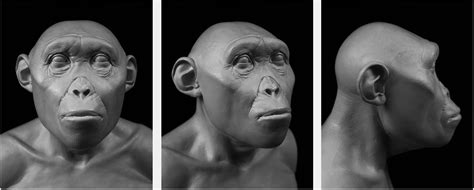 Frontiers | Visual Depictions of Our Evolutionary Past: A Broad Case ...