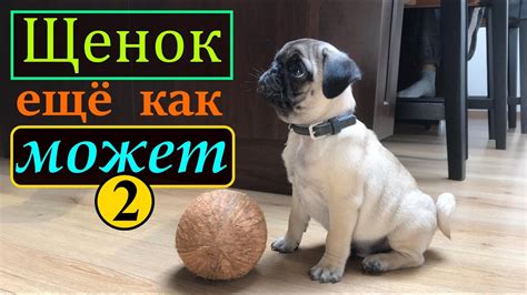 Дрессировки ЩЕНКА, первые КОМАНДЫ. МОПС. С чего начинать дрессировку ...