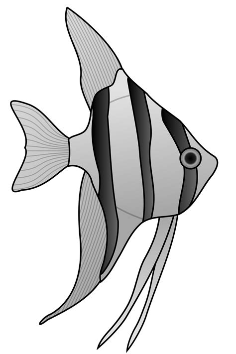 Collection of Angelfish clipart | Free download best Angelfish clipart ...