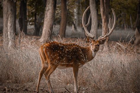 Common deer species in India - GEOGRAPHY HOST