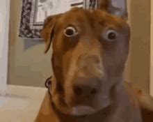 Shocked Dog GIFs | Tenor