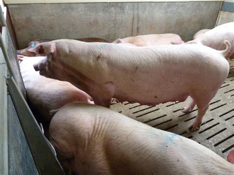 woolshed   zealand farming pigs glossary  terms