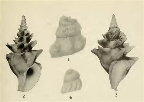 Moluscos Caracoles de Puerto Rico | Smithsonian Ocean