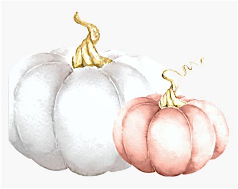 #watercolor #pumpkins #white #pink #fall #autumn #harvest - Pumpkin, HD Png Download ...