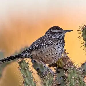 Cactus Wren - Facts, Diet, Habitat & Pictures on Animalia.bio