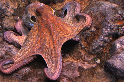 The Common Octopus – Fascinating Sea Creatures