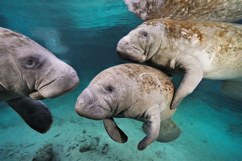 Manatee Wallpaper (64+ pictures) - WallpaperSet