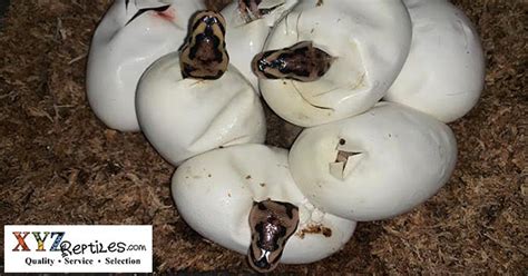 When Will 2019 Baby Ball Pythons Be Available? - xyzReptiles