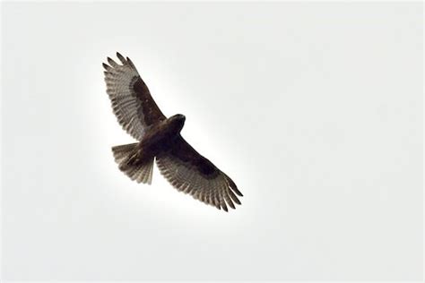 Hawaiian Hawk – birdfinding.info