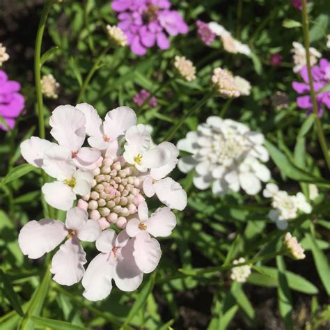 Candytuft | Our Edible Flowers | The Flower Deli