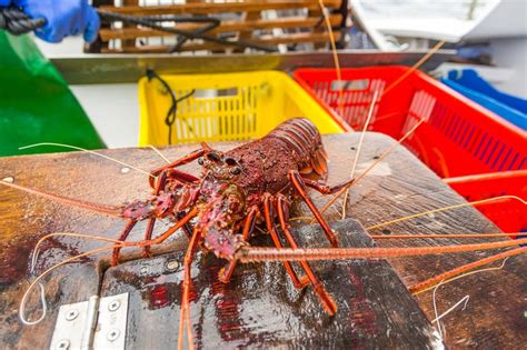 Australia western rock lobster - MSC Fisheries