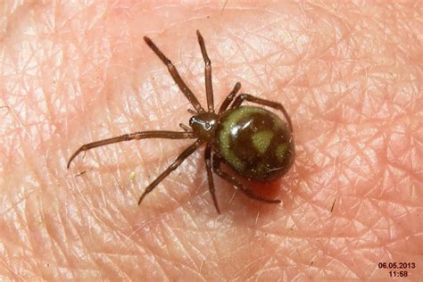 NJ Spiders | Pictures of Spiders in New Jersey - Western Pest Services
