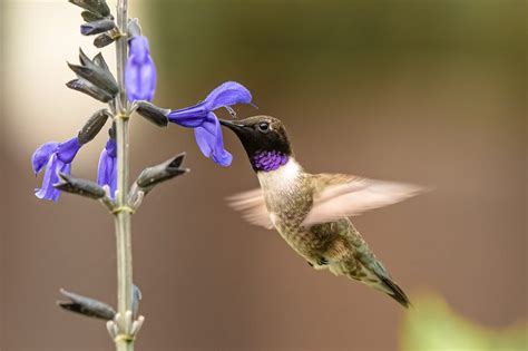 How to Identify a Black-Chinned Hummingbird - Birds and Blooms