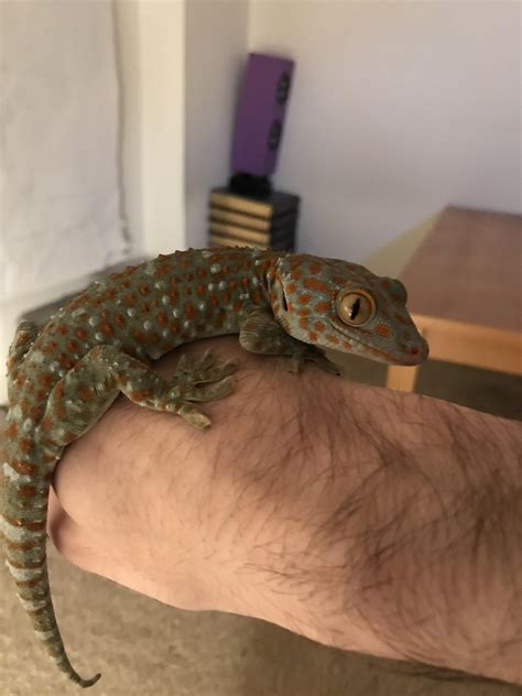 250 best Tokay images on Pholder | Reptiles, Geckos and Nature Is