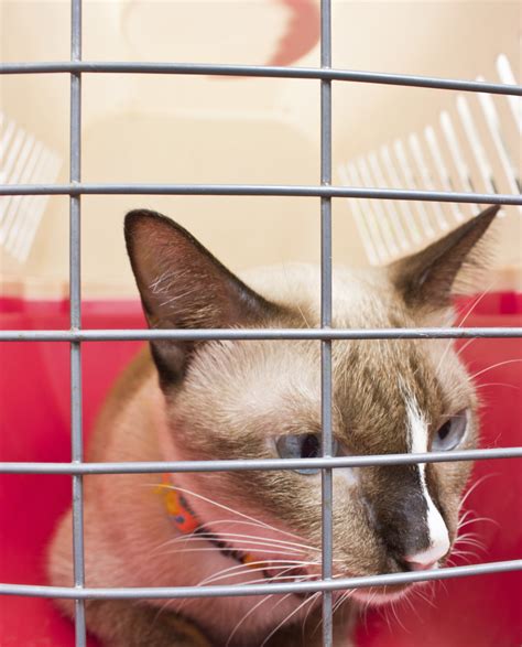 Visiting cat adoption centers near me reveals a surprising feline friend 27