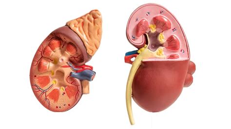 kidney damage nutritionfactin