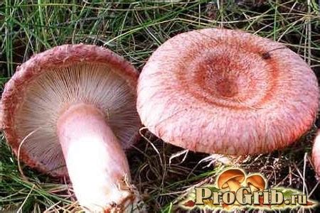 Волнушка розовая или волжанка: описание, приготовление, отравление