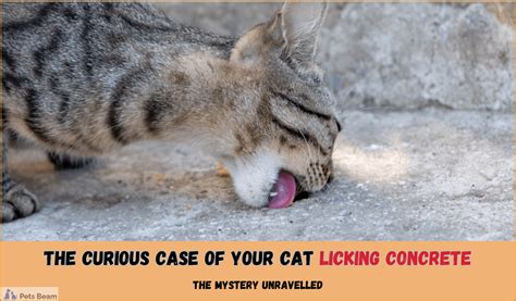 cat licking concrete  patti smart blog