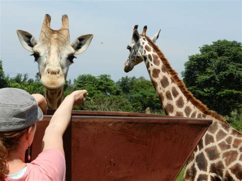 Things to do while at the Entebbe Zoo | Entebbe Zoo Attractions