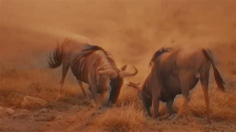 Wildlife, Wildebeest, Africa. Free Stock Video - Pixabay