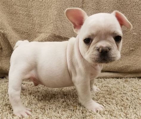 Top Cream French Bulldog in the world Don t miss out | bulldogs