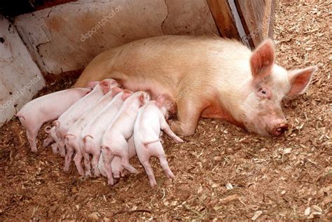 Piglets feeding Stock Photo by ©AnkevanWyk 9654713