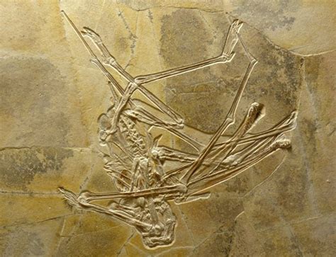Conspirações Globais: Descoberta nova espécie de pterossauro
