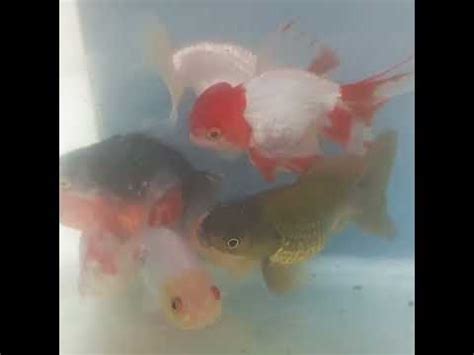 ranchos fish youtube