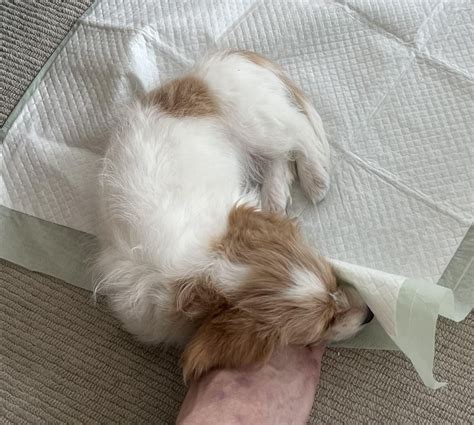 [OC] My puppy is a gentle explorer : r/aww