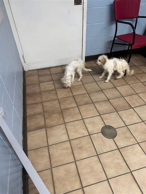 Edison Municipal Animal... - Edison Municipal Animal Shelter