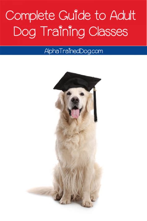 Adult Dog Training Classes - Complete Guide to Teaching Your Older ...