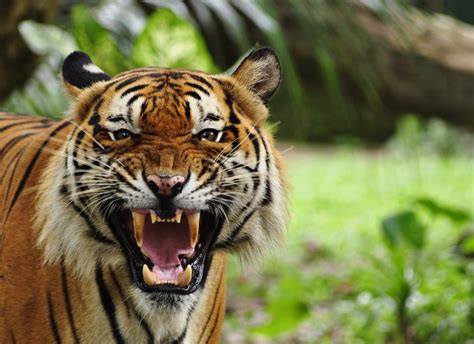 Can Tiger Tourism Be Responsible? - Epicure & Culture : Epicure & Culture