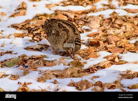 Camouflage bird woodcock. Brown dry leaves and white snow background ...