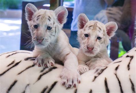 Twin tiger cubs are newest addition at Mirage - Las Vegas Sun News