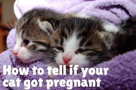 breeding cats     cat conception