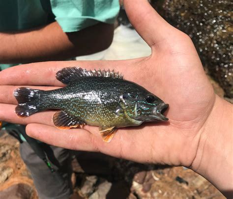 green sunfish