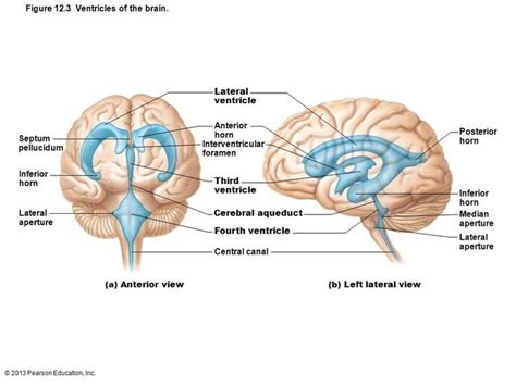 ventricles   brain marieb figure  ventricles   brain