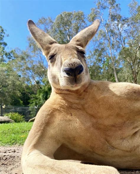 Australian unit : r/AbsoluteUnits