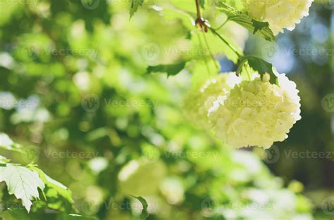 White Hydrangea arborescens Annabelle flower 8122344 Stock Photo at