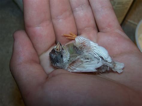 Finches: List of Types With Pictures & Care Tips | Singing-Wings-Aviary.com