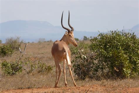 Ever heard of the hirola? New survey shows world's rarest antelope ...