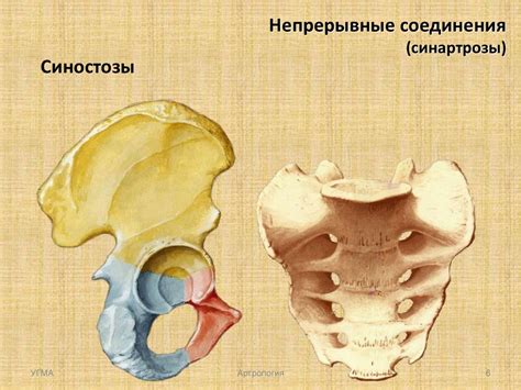 Типы соединения костей - online presentation